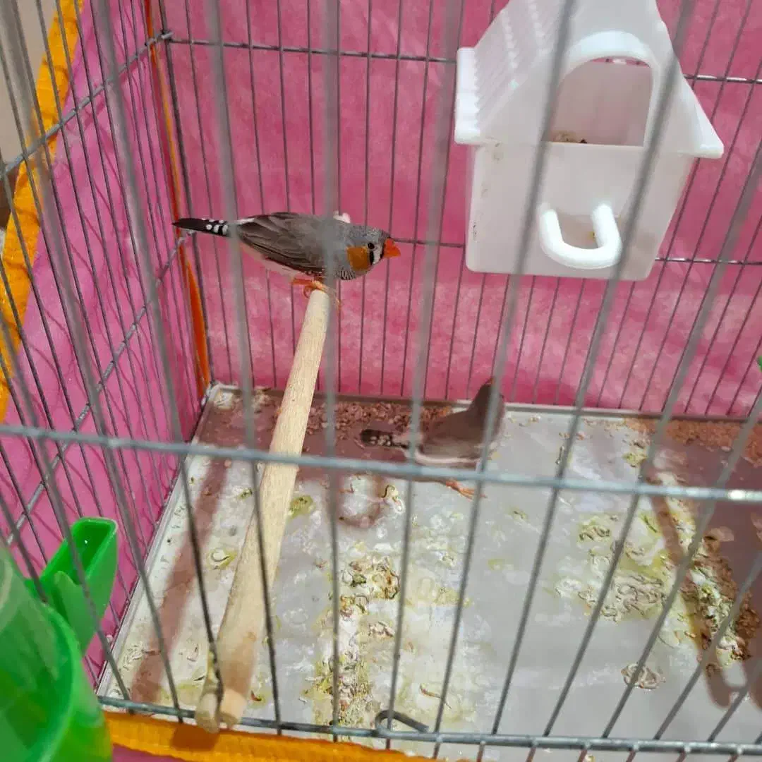 فنج با قفس و لوارم|پرنده|شیراز, سجادیه|دیوار