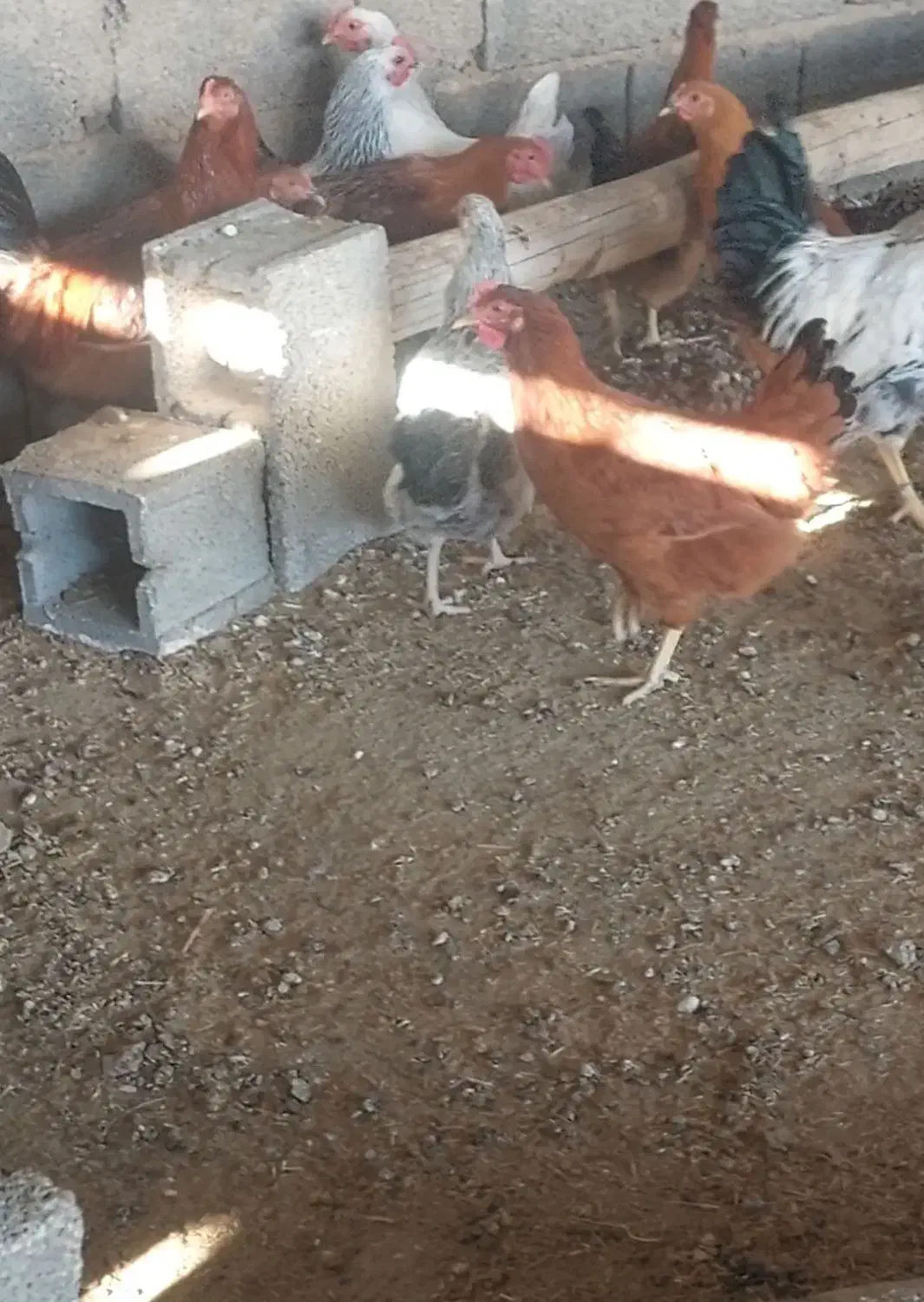 مرغ تخم گذار جوون|حیوانات مزرعه|مرودشت, فیروزی|دیوار