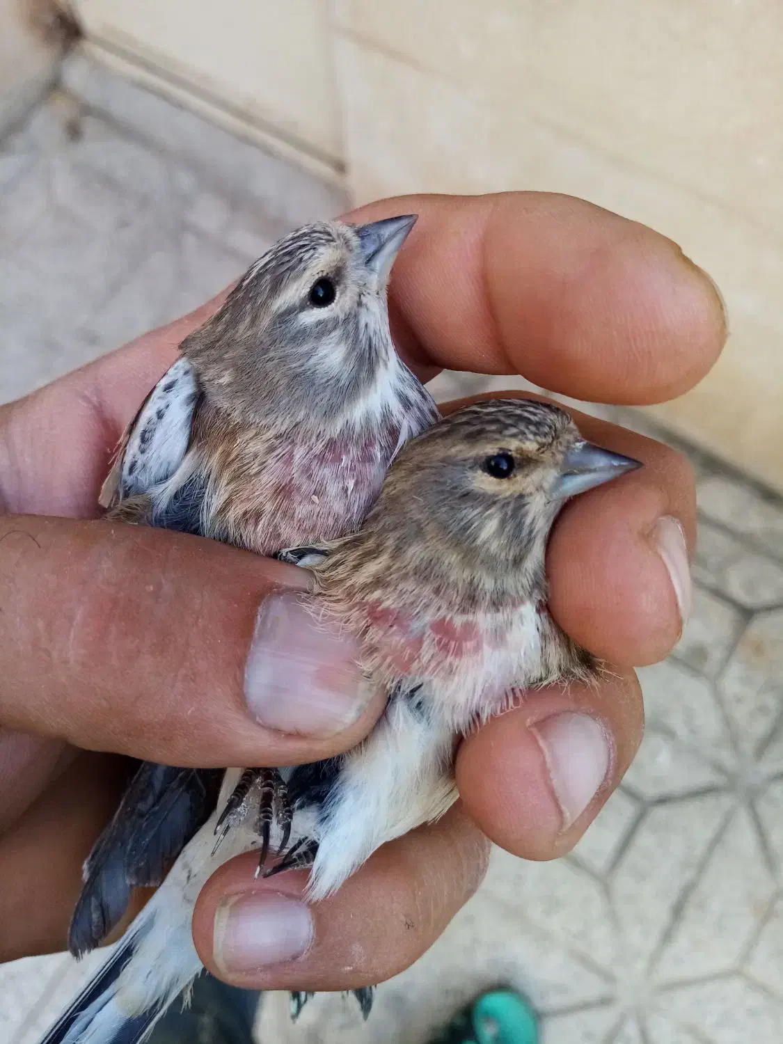 سهره سینه سرخ جوان|پرنده|قزوین, |دیوار