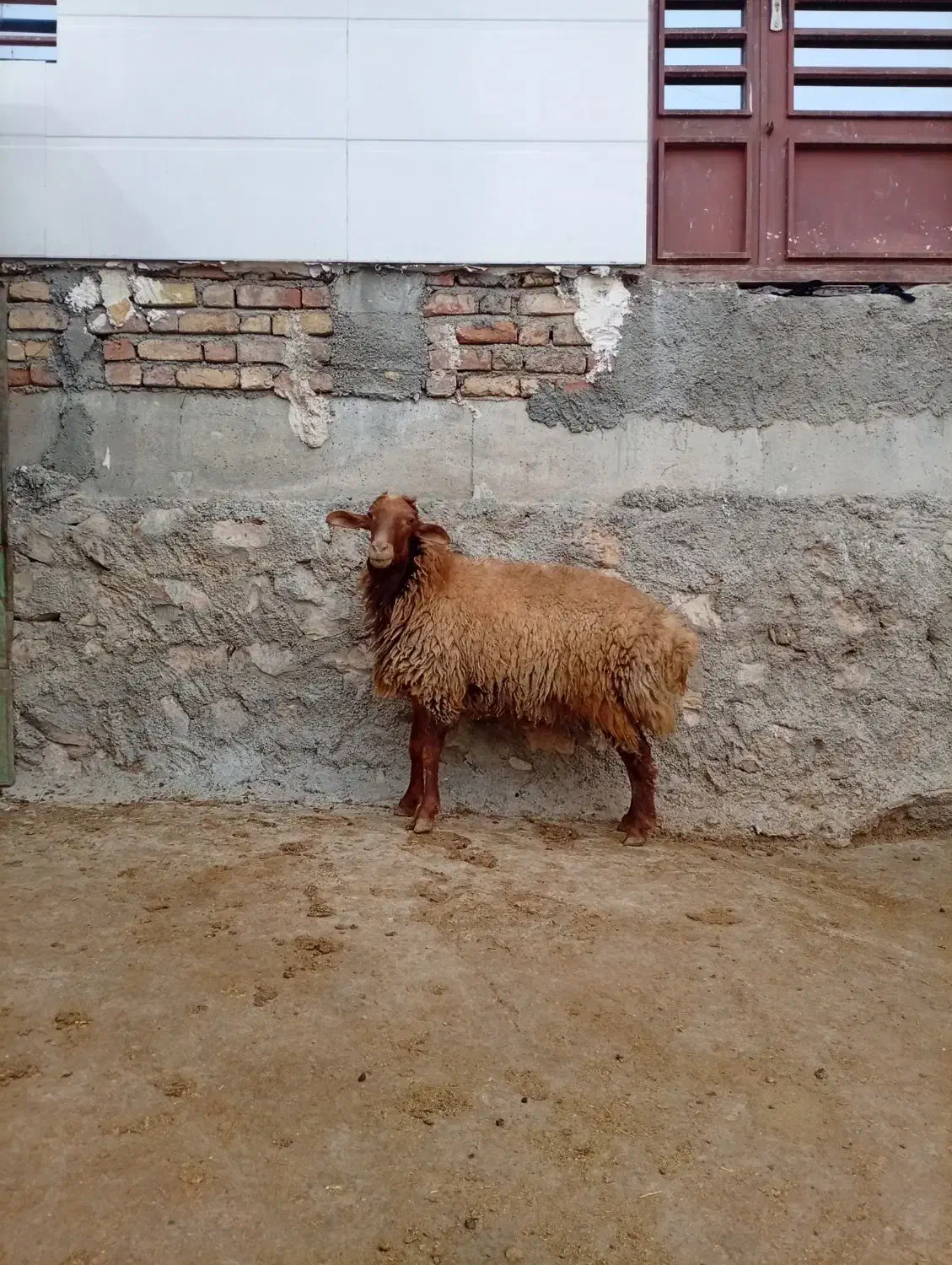 قوچ|حیوانات مزرعه|کوهدشت, |دیوار