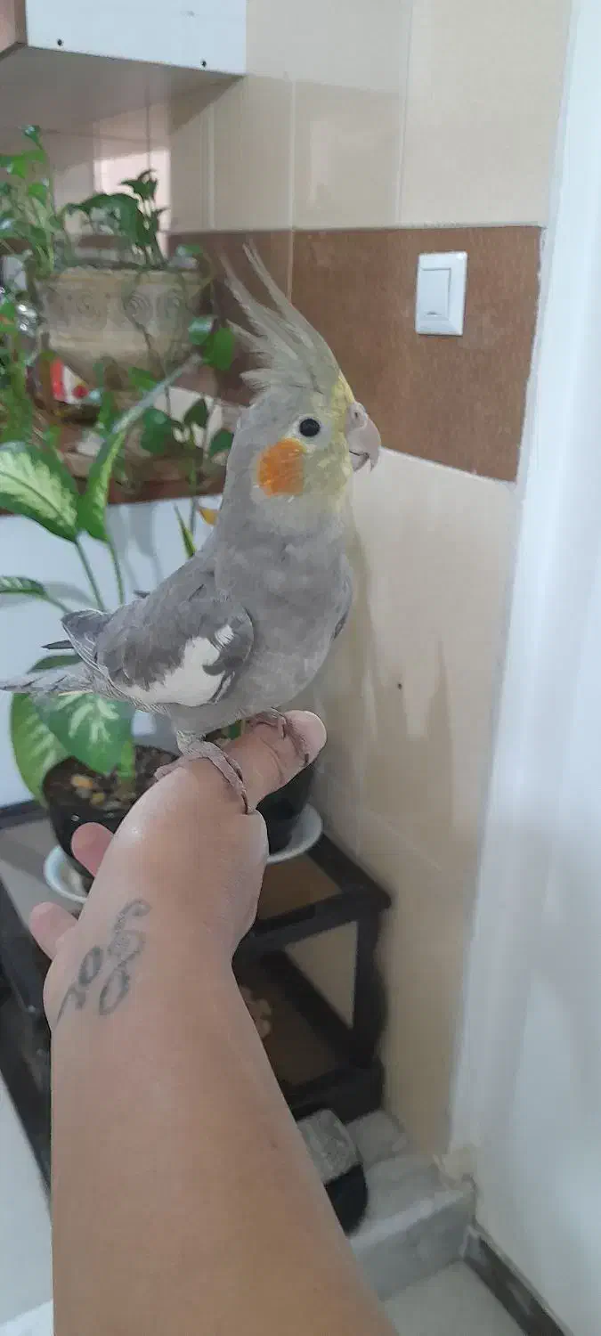 عروس هلندی. دختر و پسر|پرنده|اندیشه, شهرک المهدی|دیوار