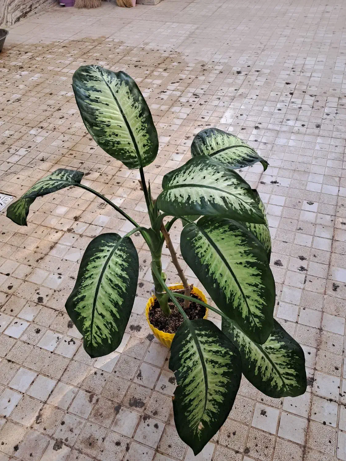 گل طبیعی دیفن باخیا|گل و گیاه طبیعی|گلبهار, شهر جدید گلبهار|دیوار