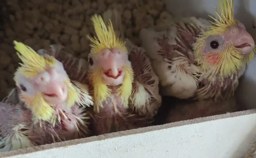 جوجه عروس هلندی سرلاکی|پرنده|فردوس (خراسان), |دیوار