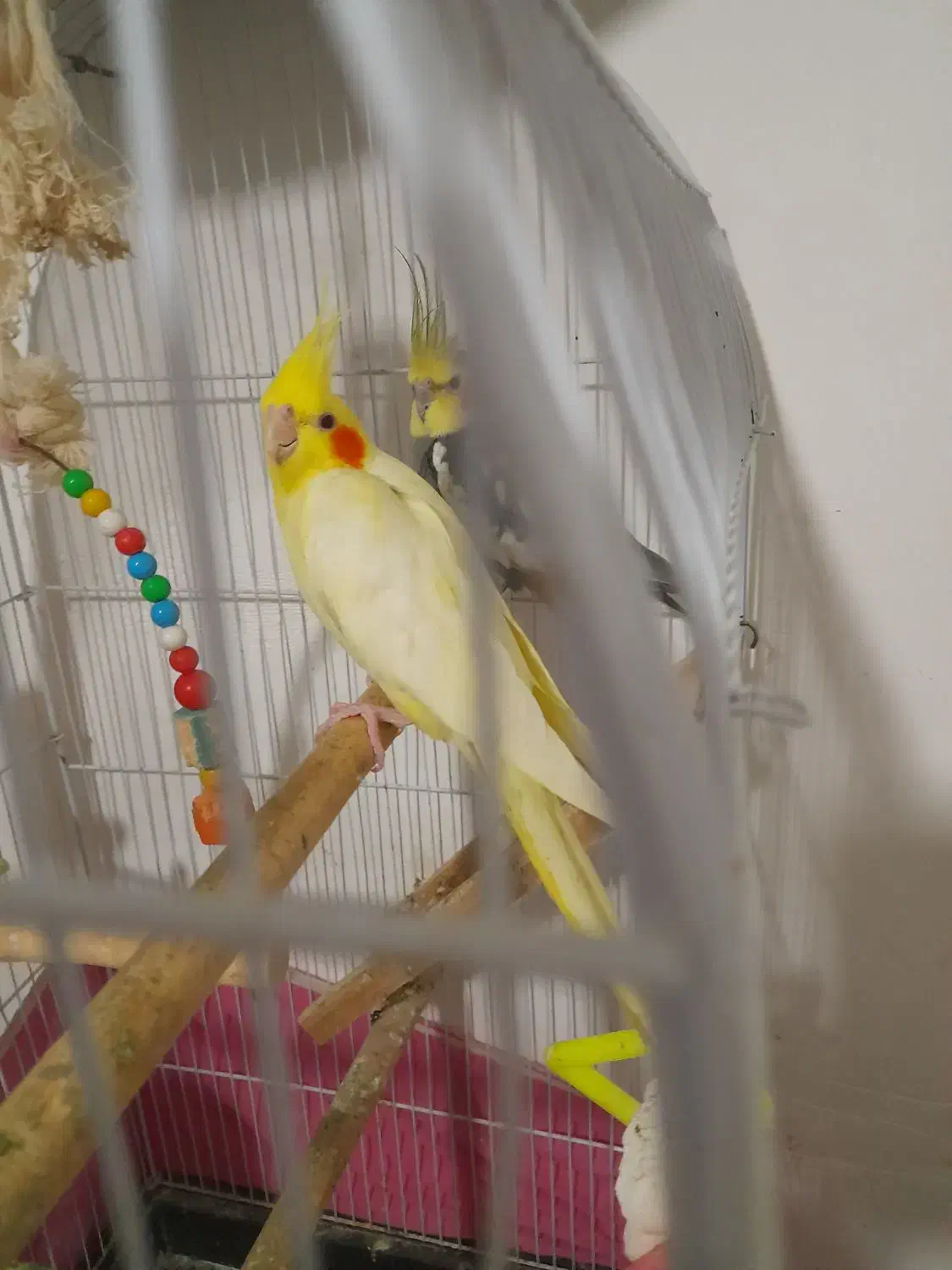 ۸ جفت با تخم و قفس و لوازم|پرنده|ساری, |دیوار