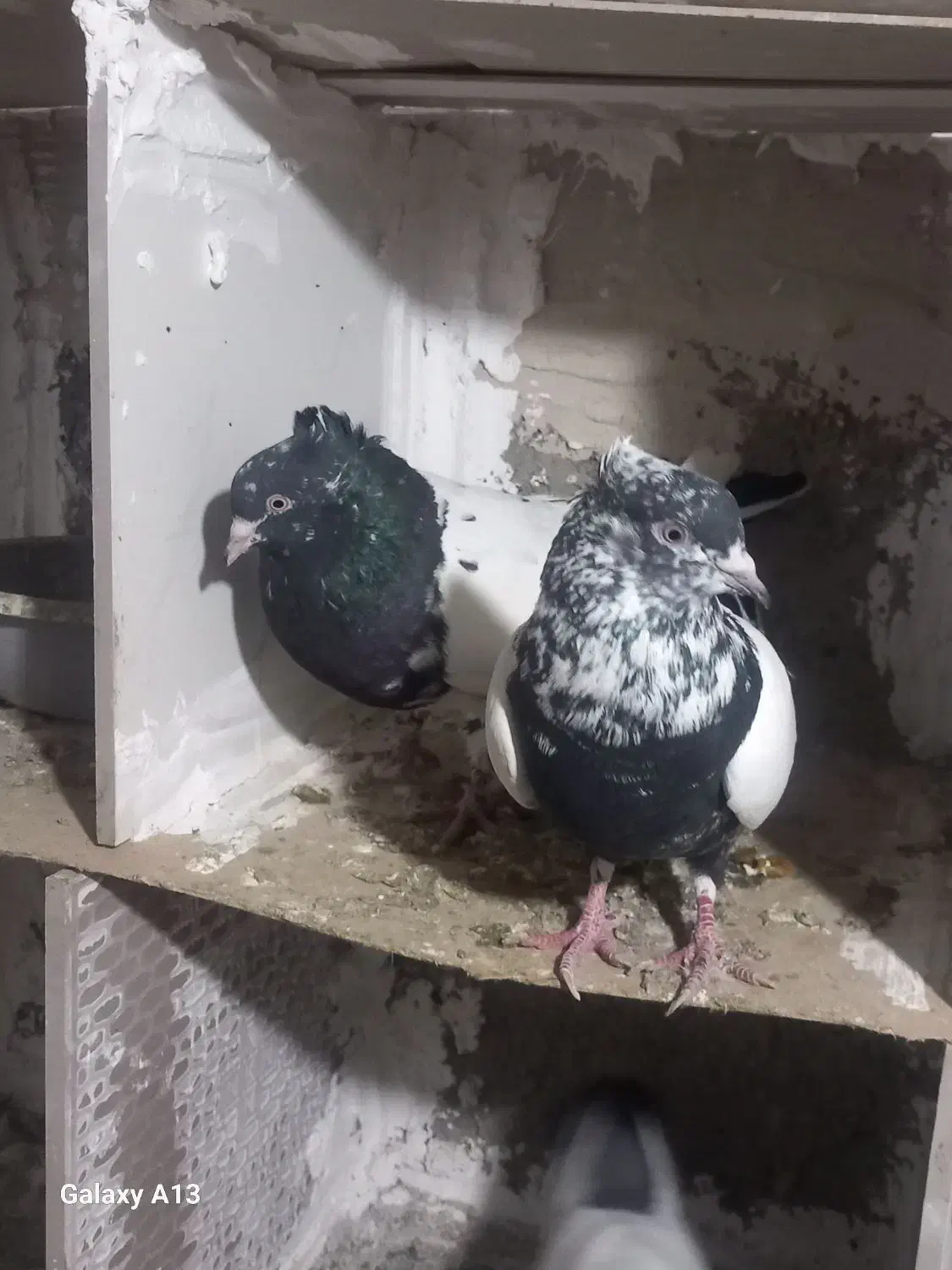 کفتر|پرنده|مشکین‌دشت, |دیوار