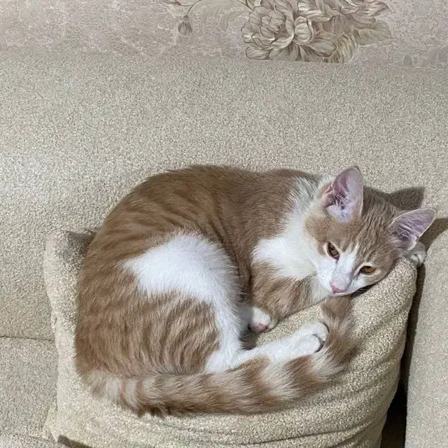 واگذاری رایگان گربه|گربه|تهران, کیانشهر|دیوار