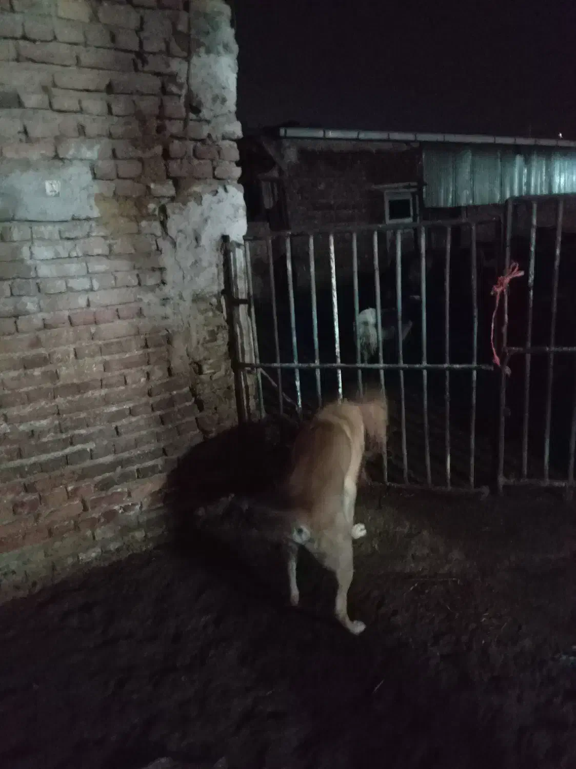 سگ سرابی|سگ|خسروشاه, |دیوار