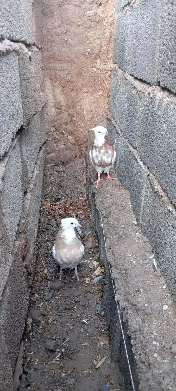 طوقی|پرنده|نگار, |دیوار