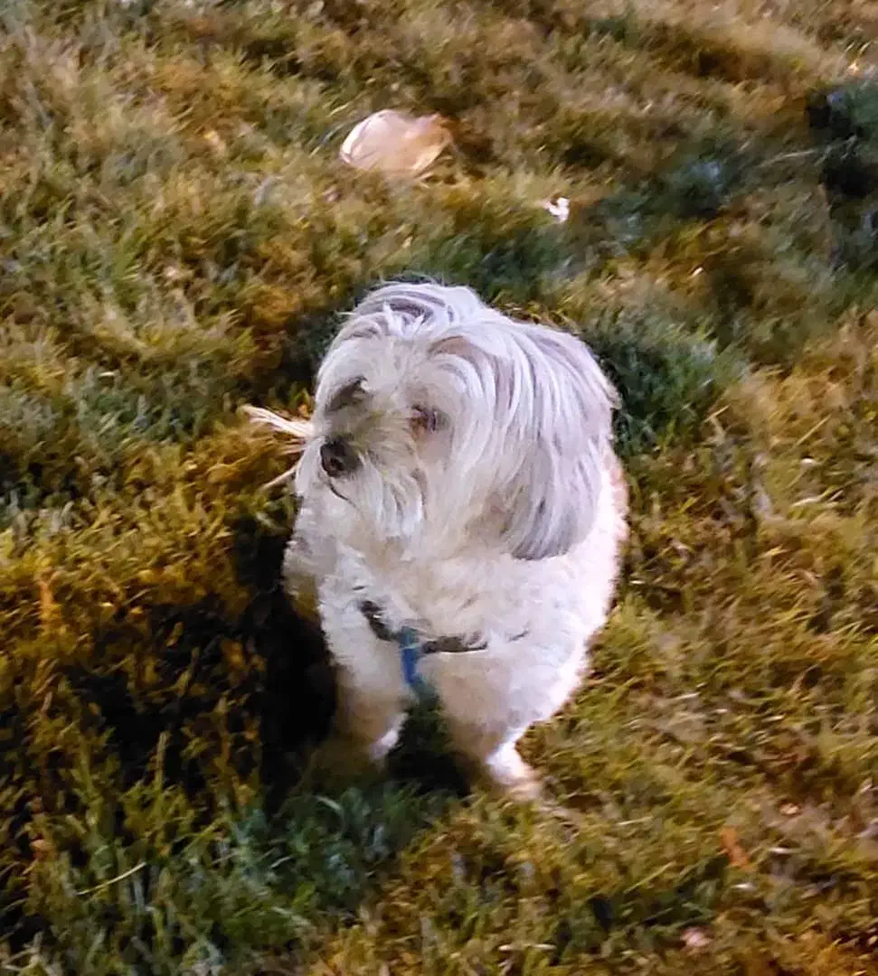 واگذاری رایگان به شرط نگهداری در منزل|سگ|سنندج, |دیوار