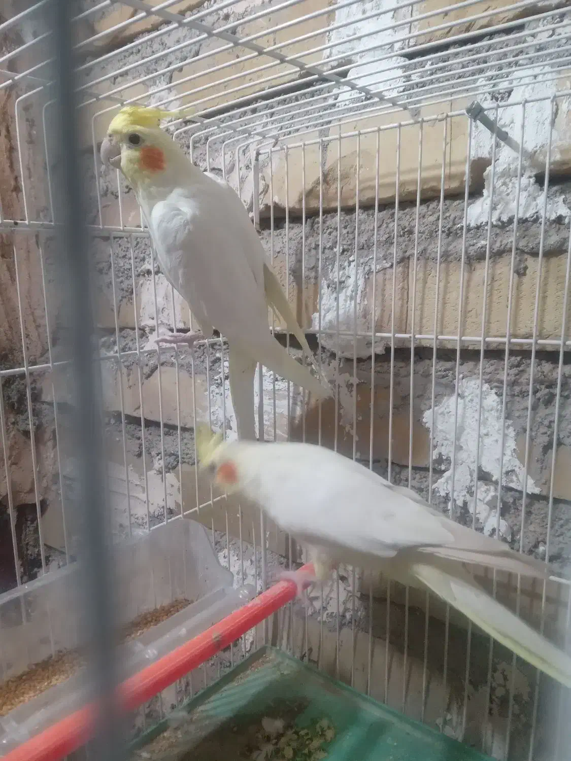 عروس لوتینو بالغ|پرنده|تایباد, |دیوار