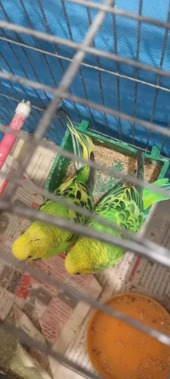 مرغ عشق|پرنده|هشتگرد, هیو|دیوار