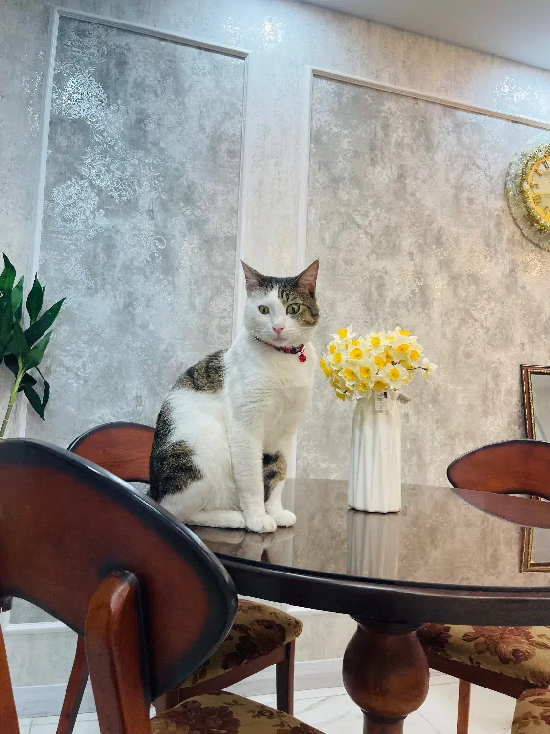 واگذاری گربه DSH|گربه|همدان, |دیوار