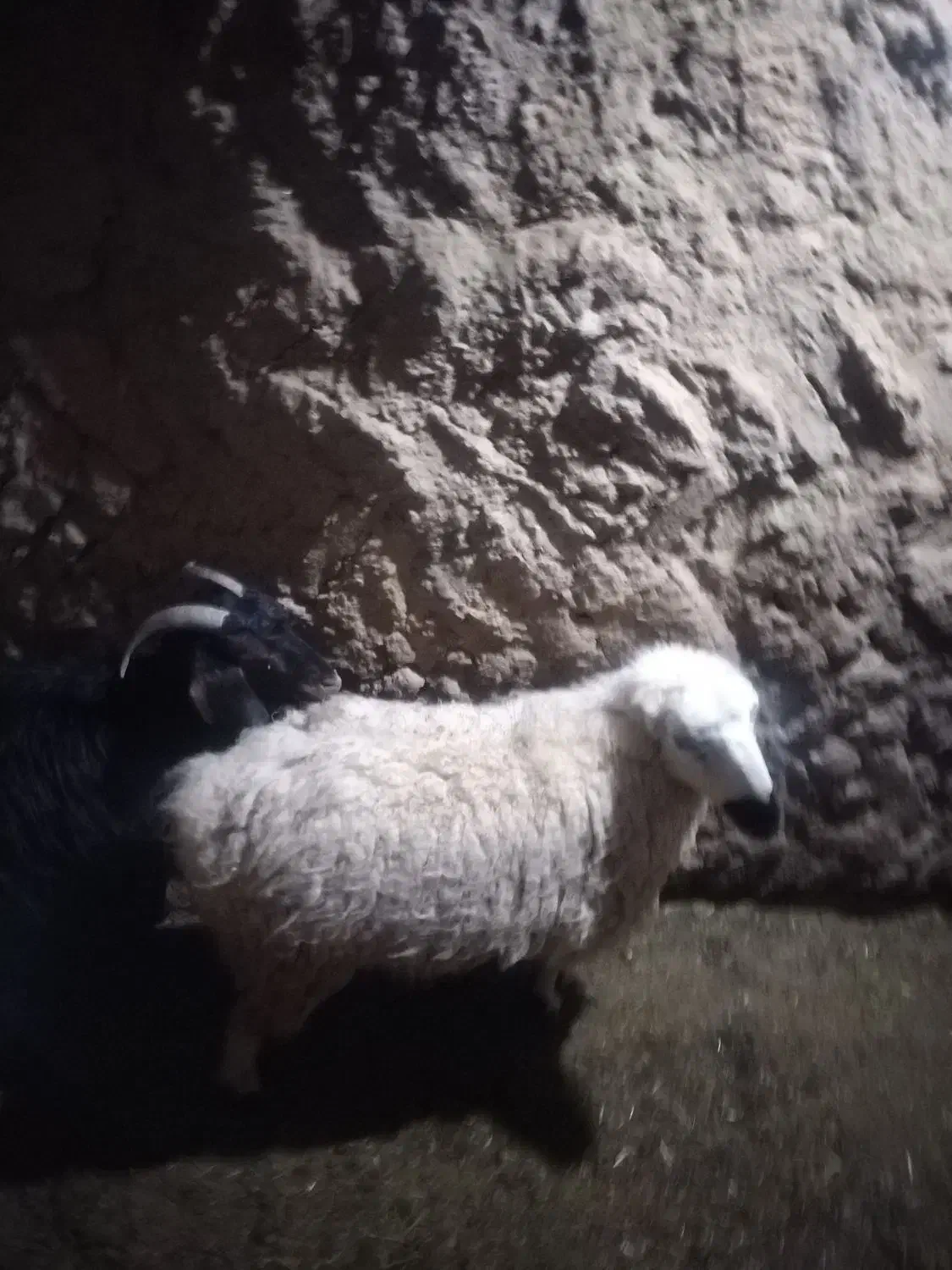 میش|حیوانات مزرعه|مود, |دیوار