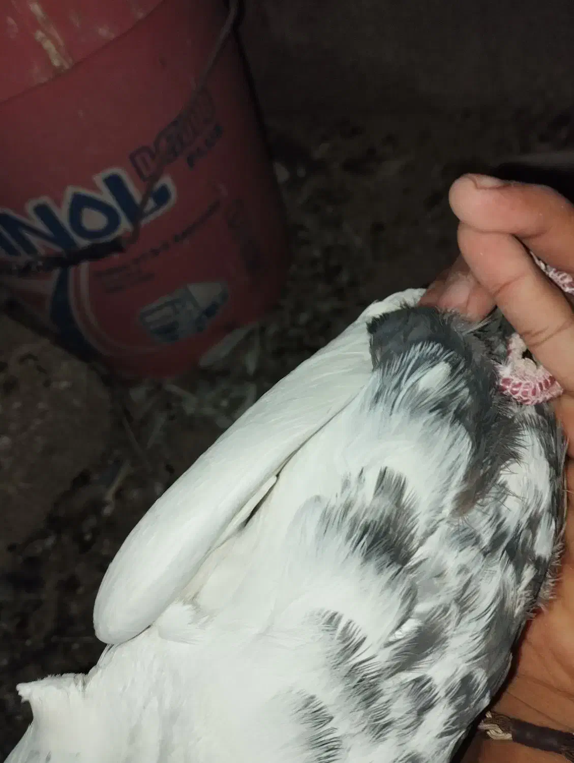 حیوانات|پرنده|جنت, |دیوار