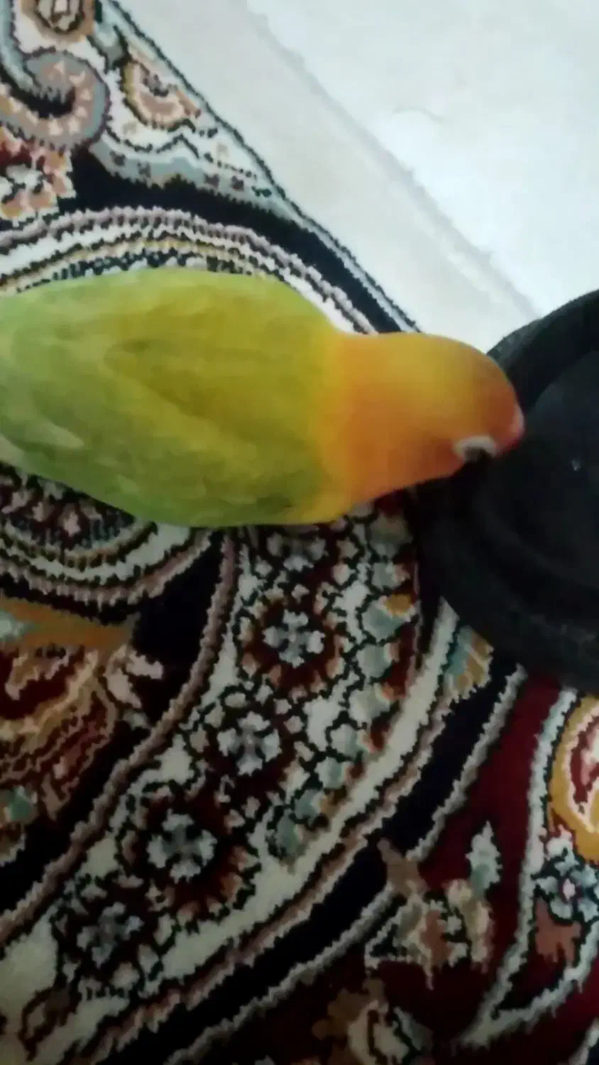 گمشده|حیوانات|اراک, |دیوار