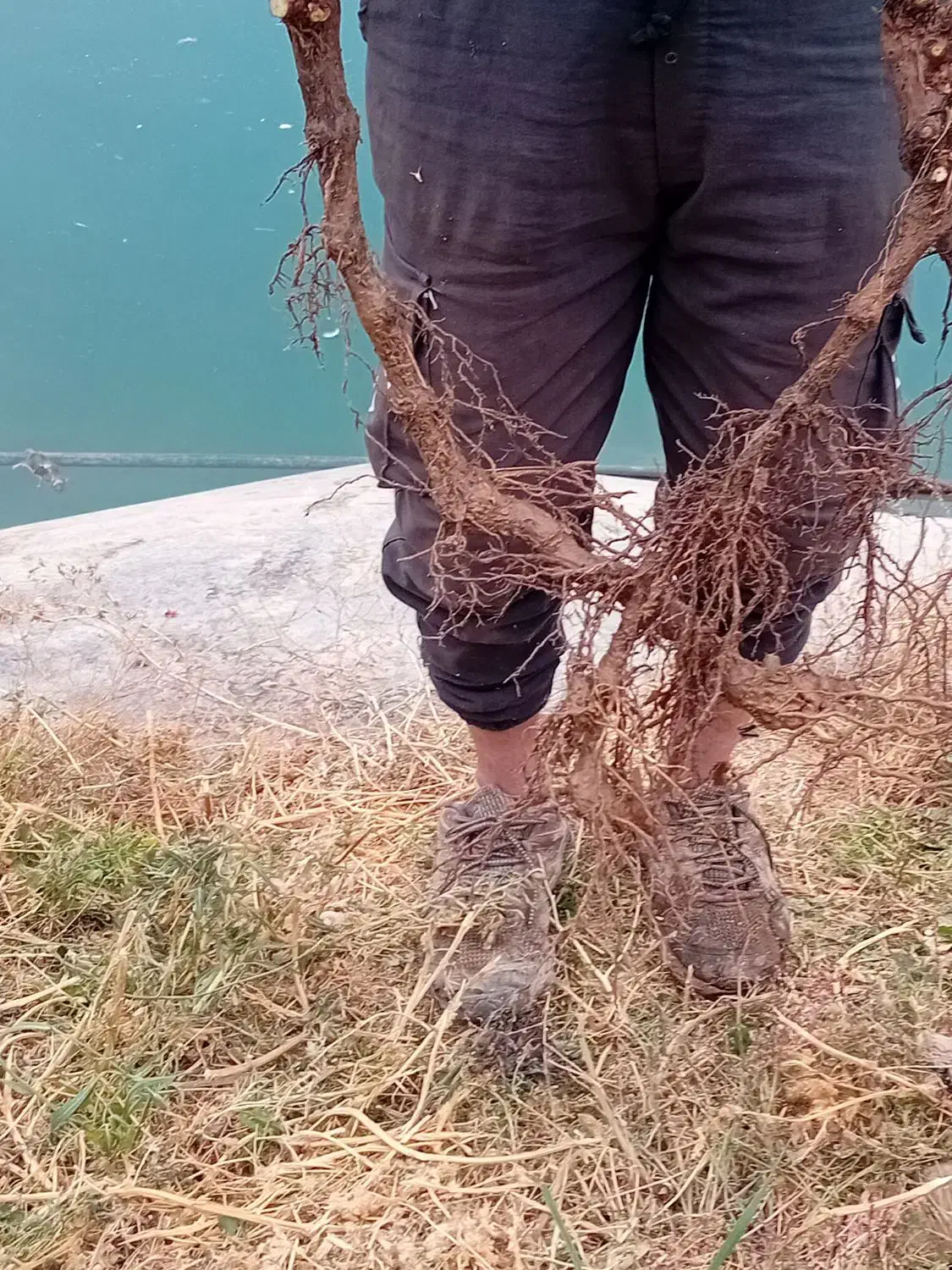 بوته انگور|عمدهفروشی|قزوین, |دیوار