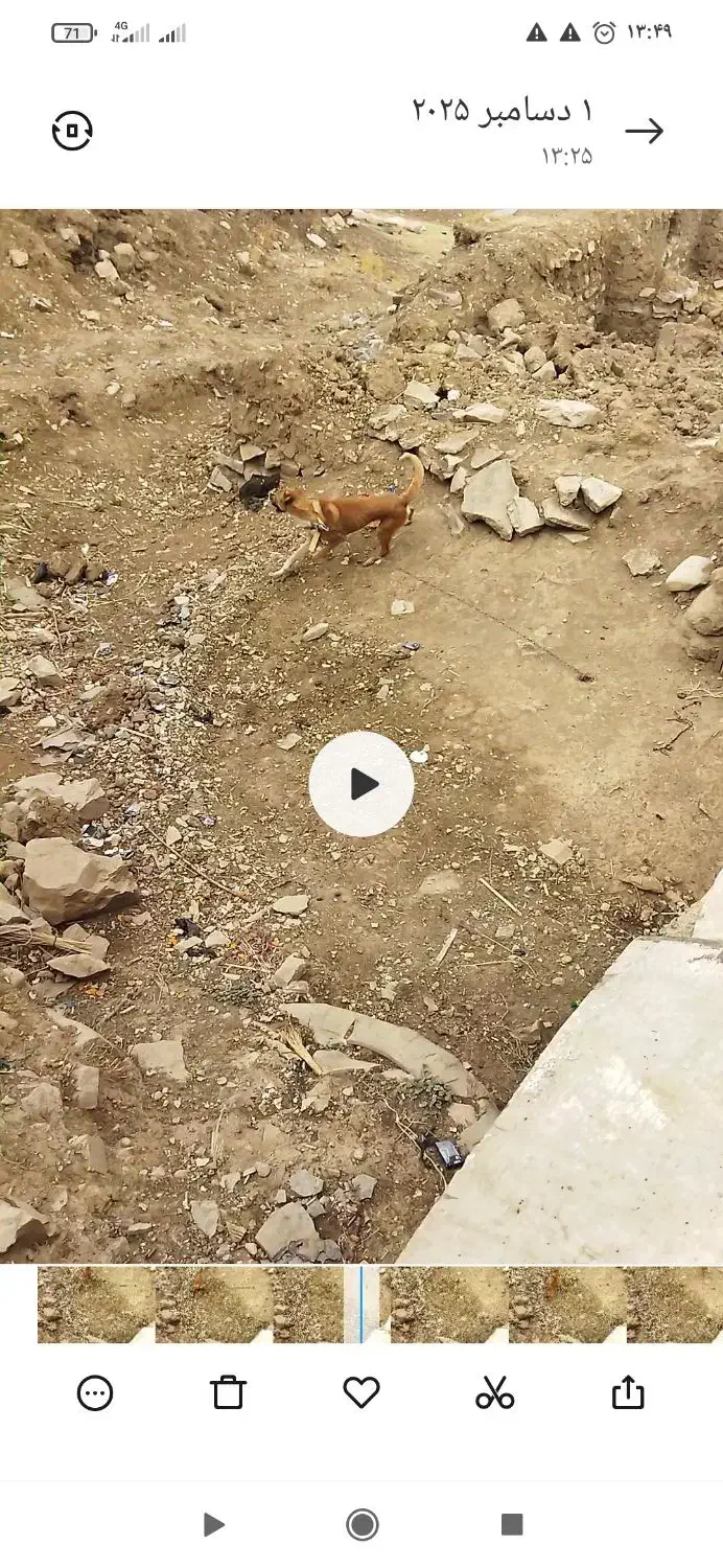 واگذاری سگ نگهبان نر|سگ|کرمانشاه, |دیوار