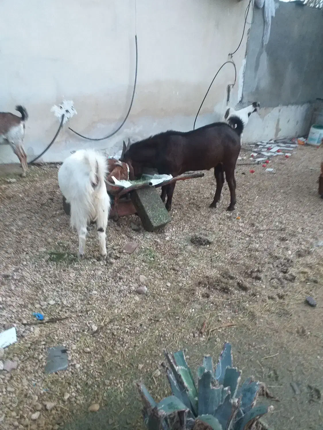 چند راس حیوان|حیوانات مزرعه|جم, |دیوار