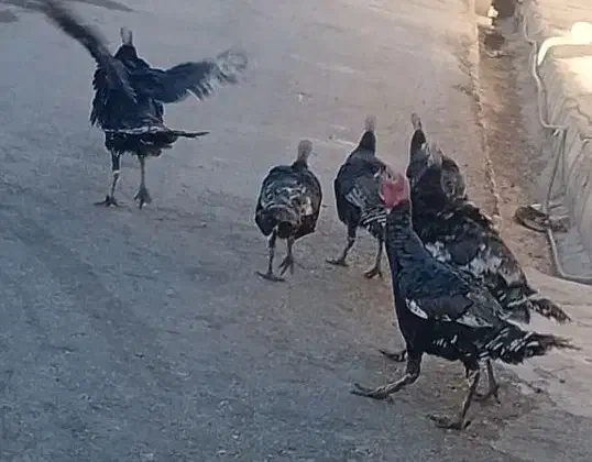 بوقلمون تخم گذار|حیوانات مزرعه|سوق, |دیوار