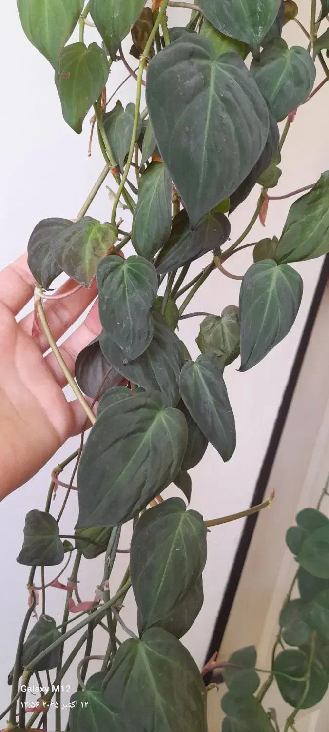 گل های اویزی|گل و گیاه طبیعی|بناب, |دیوار