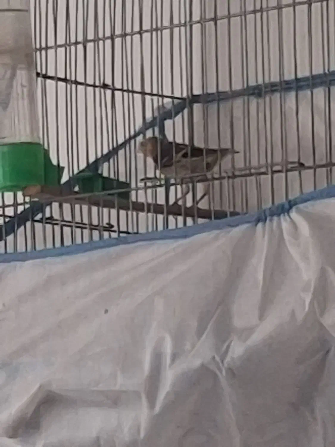 جوجه سیره قناری نر|پرنده|بروجرد, |دیوار