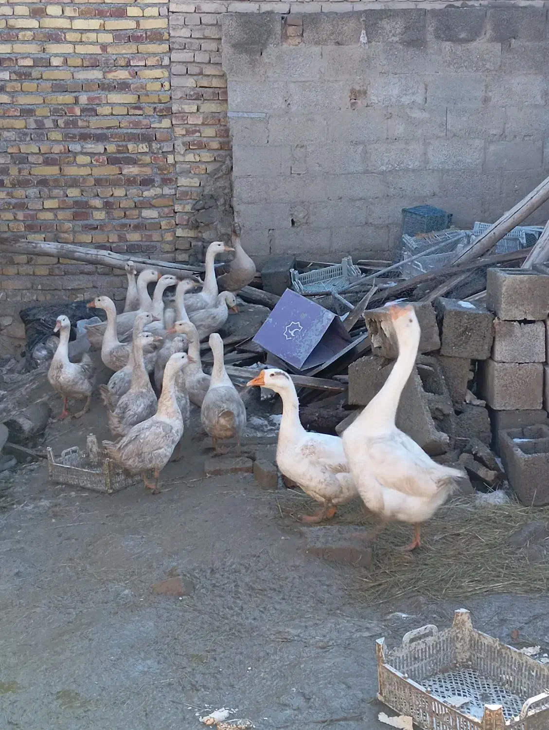 قو غاز|حیوانات مزرعه|ارومیه, |دیوار