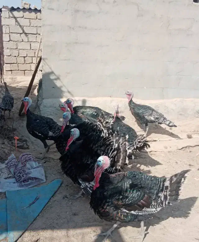 مزرعه حیوانات|حیوانات مزرعه|امیدیه, |دیوار