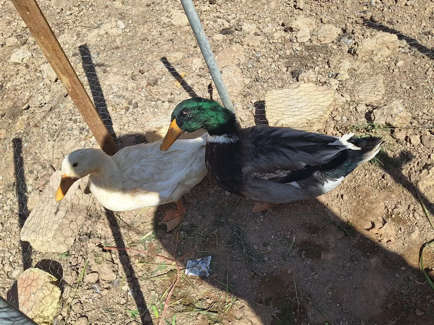 اردک ۲عدد|حیوانات مزرعه|شهرضا, |دیوار