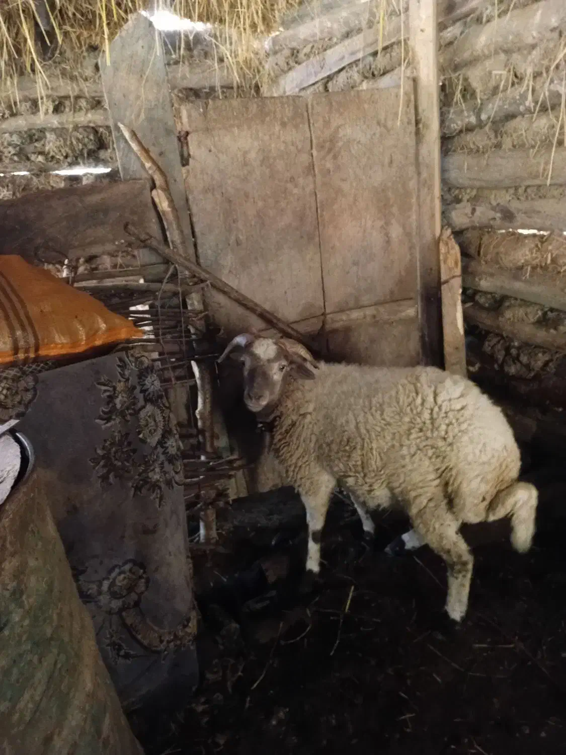 گوسفند نر|حیوانات مزرعه|گوراب زرمیخ, |دیوار