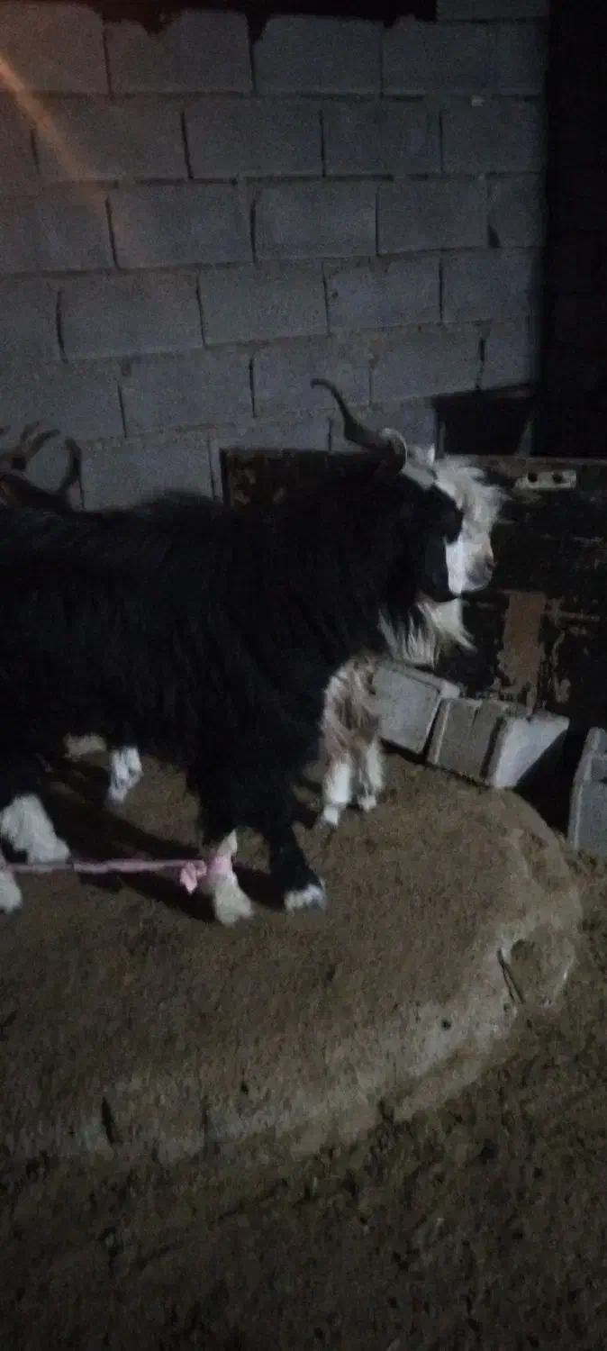 سابرین یک خط|حیوانات مزرعه|دهلران, |دیوار