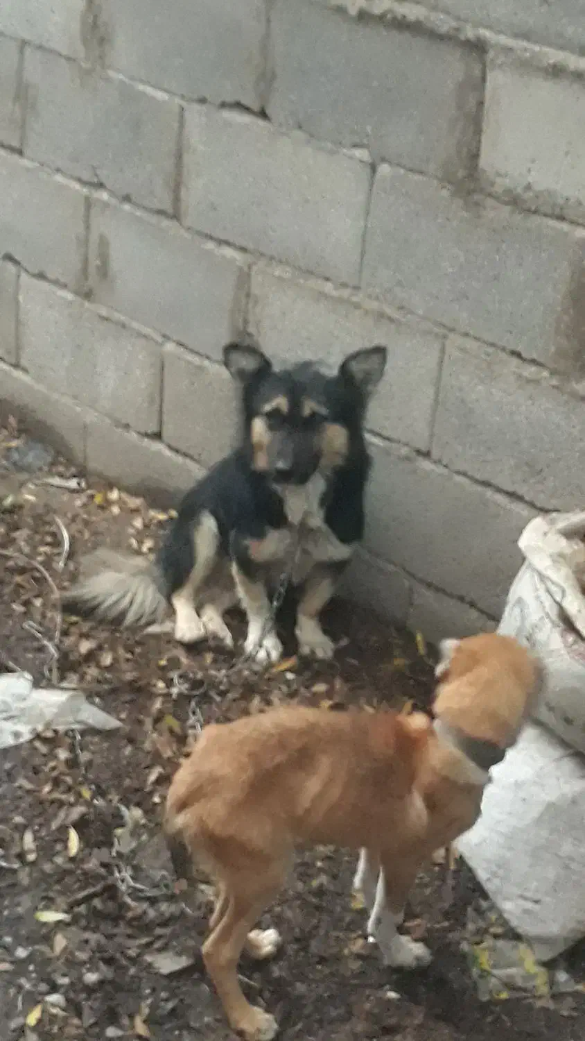 سگپاکوتاه|سگ|خان ببین, |دیوار