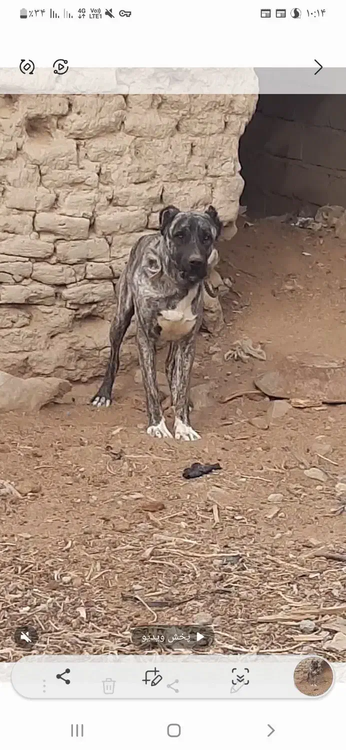 سگ افغان|سگ|هامون, |دیوار