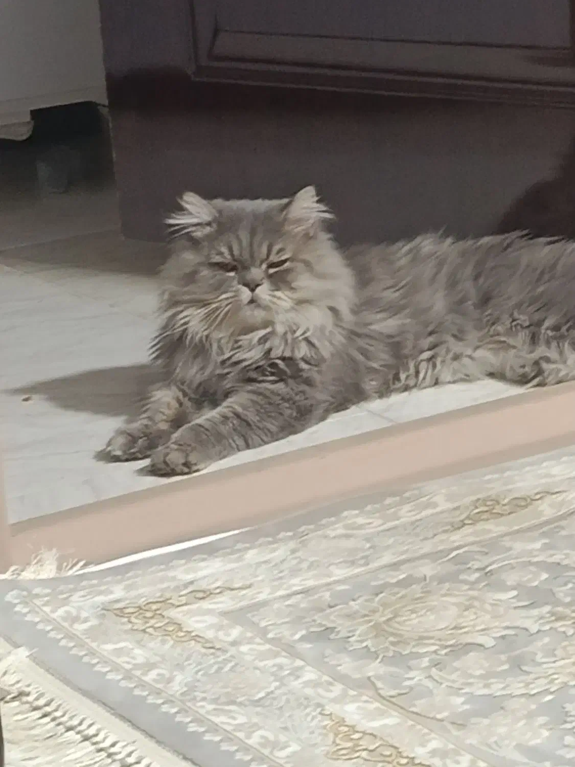 گربه پرشین|گربه|شاهرود, |دیوار