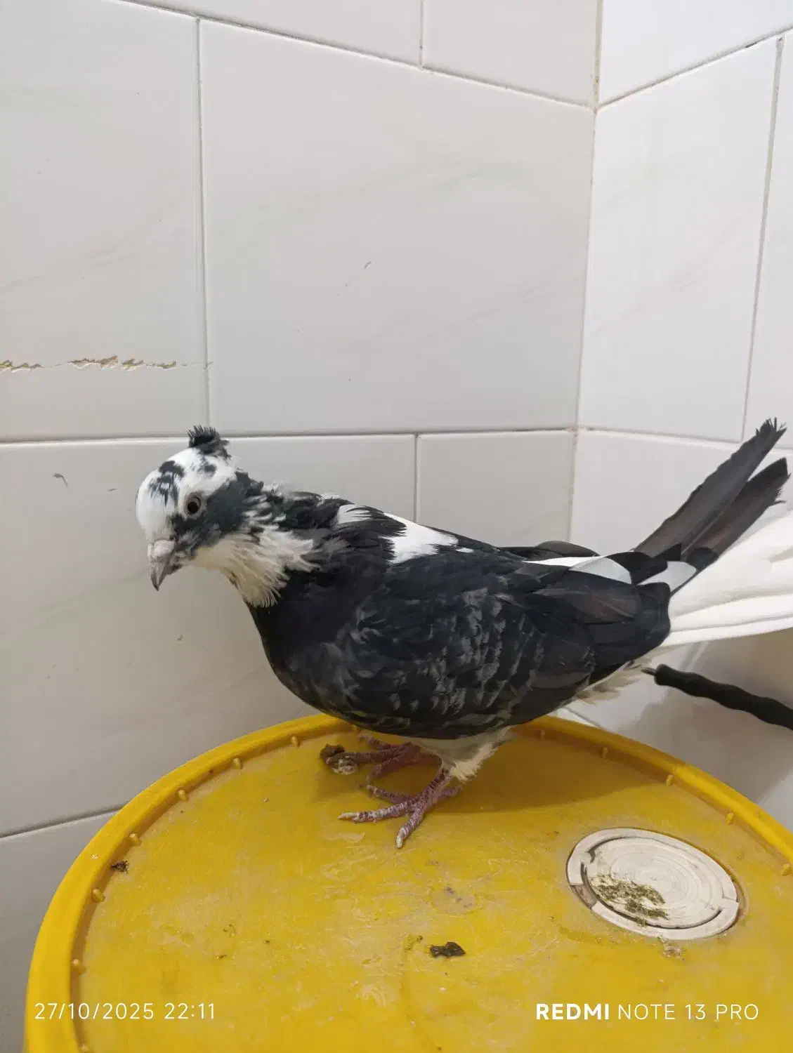 کبوترشاپر|پرنده|چرداول, |دیوار