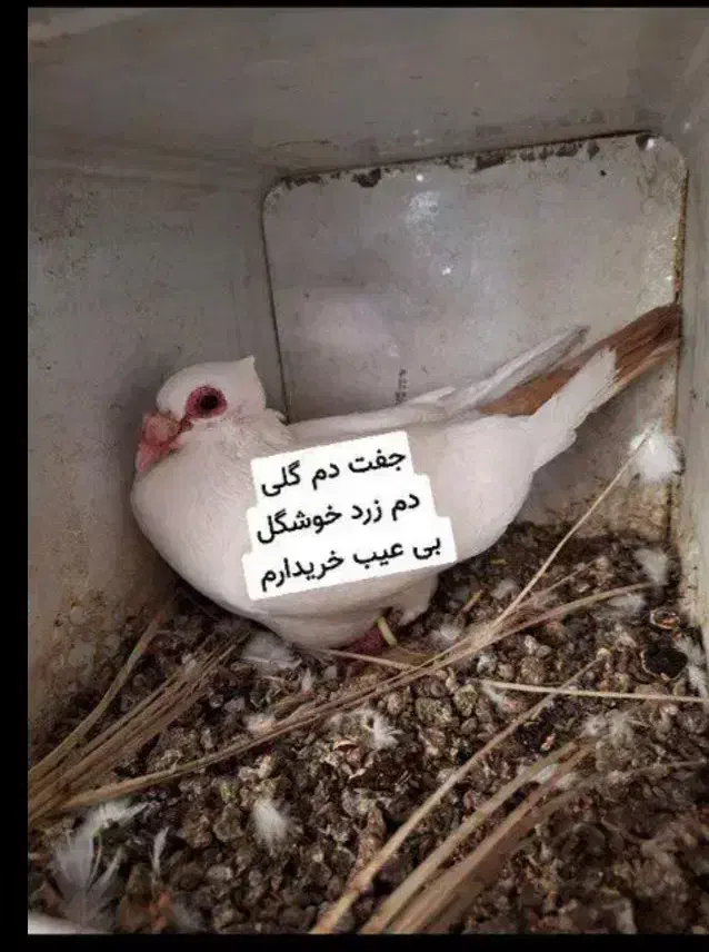 دم زرد|پرنده|زاهدان, |دیوار