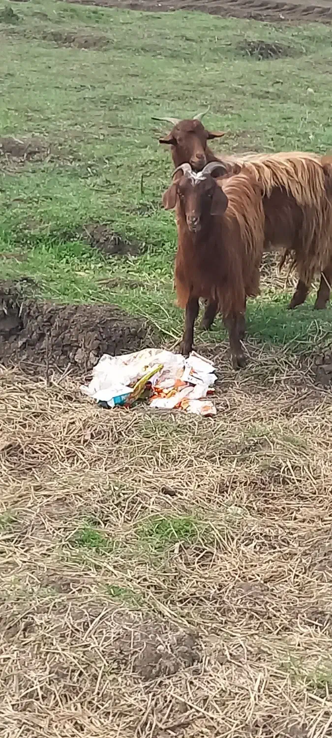 بزغاله|حیوانات مزرعه|خان ببین, |دیوار