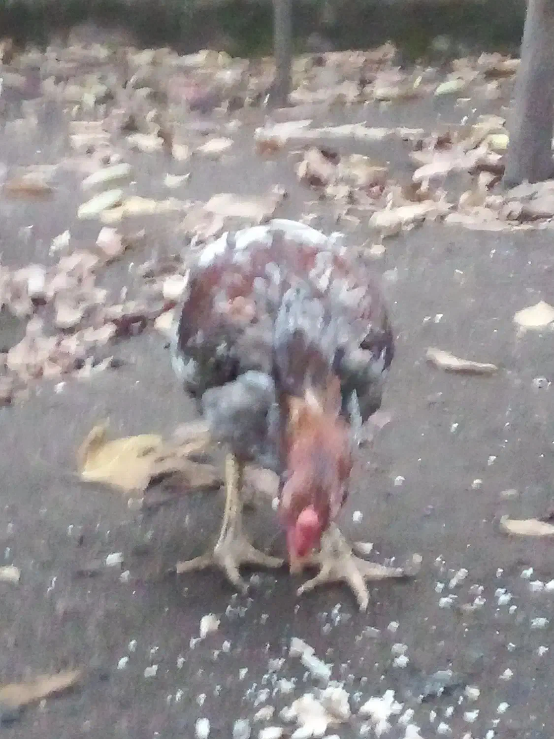 خروس لاری|حیوانات مزرعه|لوندویل, |دیوار