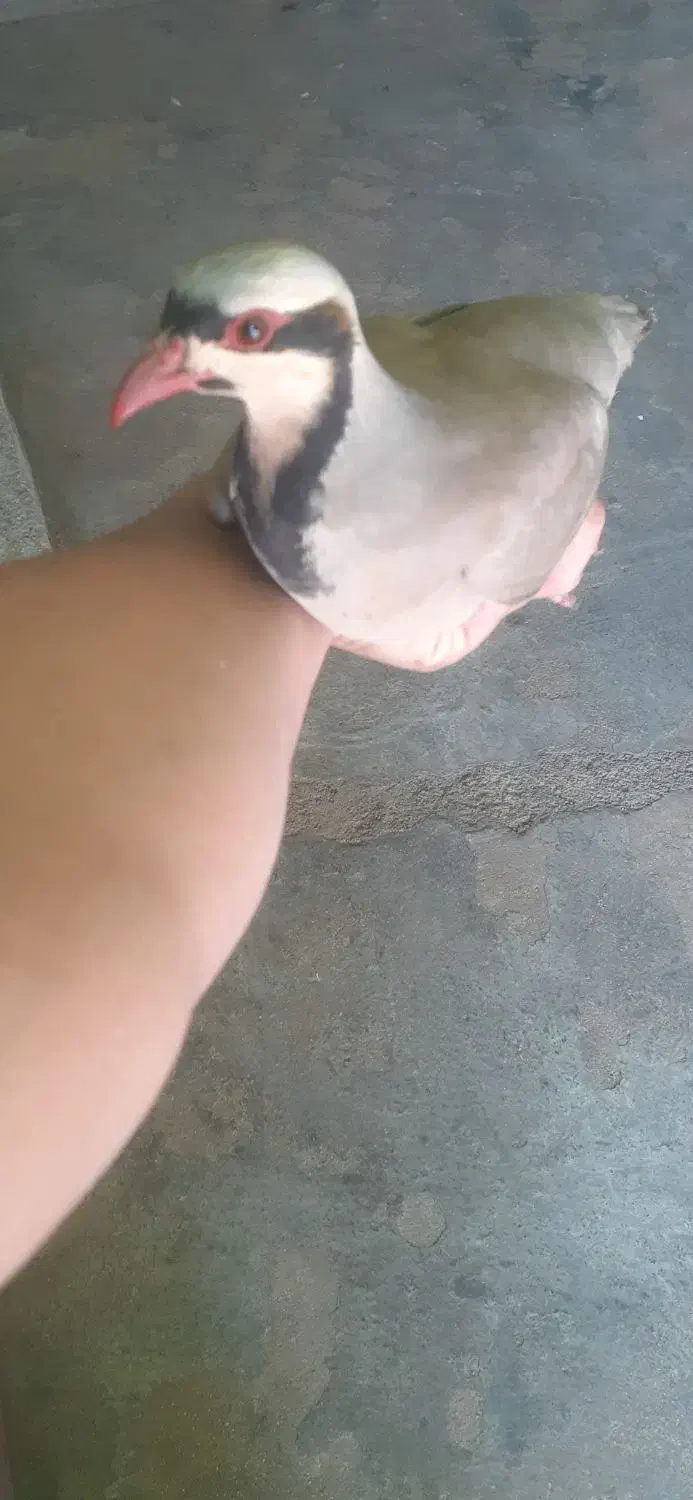 معاوضه سهره یا قناری با عکس دوم|پرنده|ایذه, |دیوار