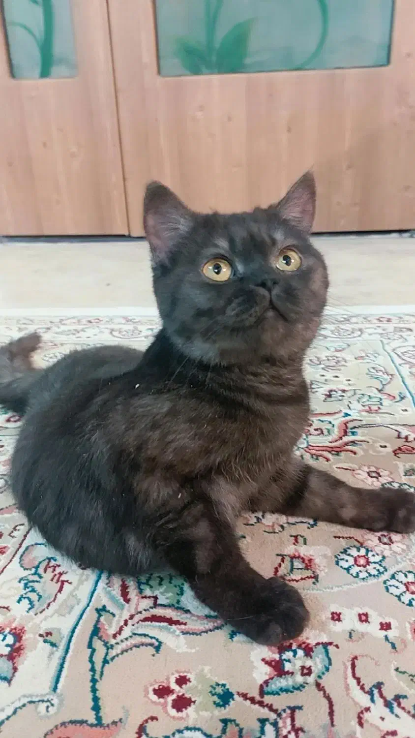 گربه اسکاتیش بلک|گربه|نیشابور, شریعتی|دیوار