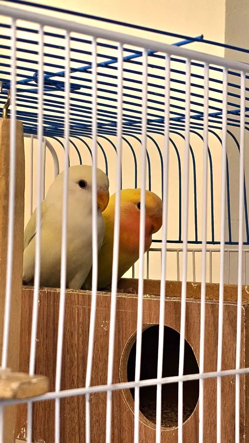 کوتوله برزیلی جوجه|پرنده|اصفهان, سرچشمه|دیوار