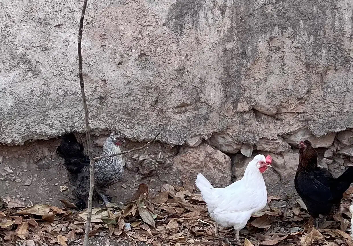 مرغ خروس رسمی|حیوانات مزرعه|قم, دورشهر|دیوار