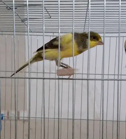 فروش قناری های خانگی|پرنده|اردکان, |دیوار