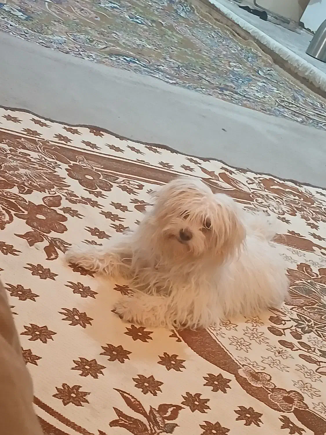 باسلام سگ خونگی شیتزو ماده ۴ماه|سگ|اندیمشک, |دیوار