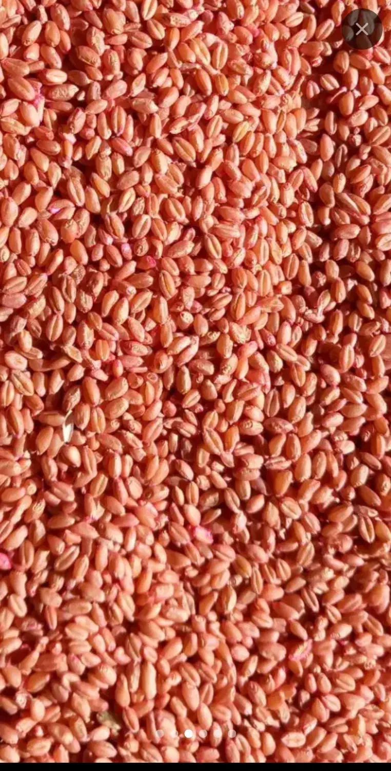 گندم پیشگام|گل و گیاه طبیعی|قروه, |دیوار