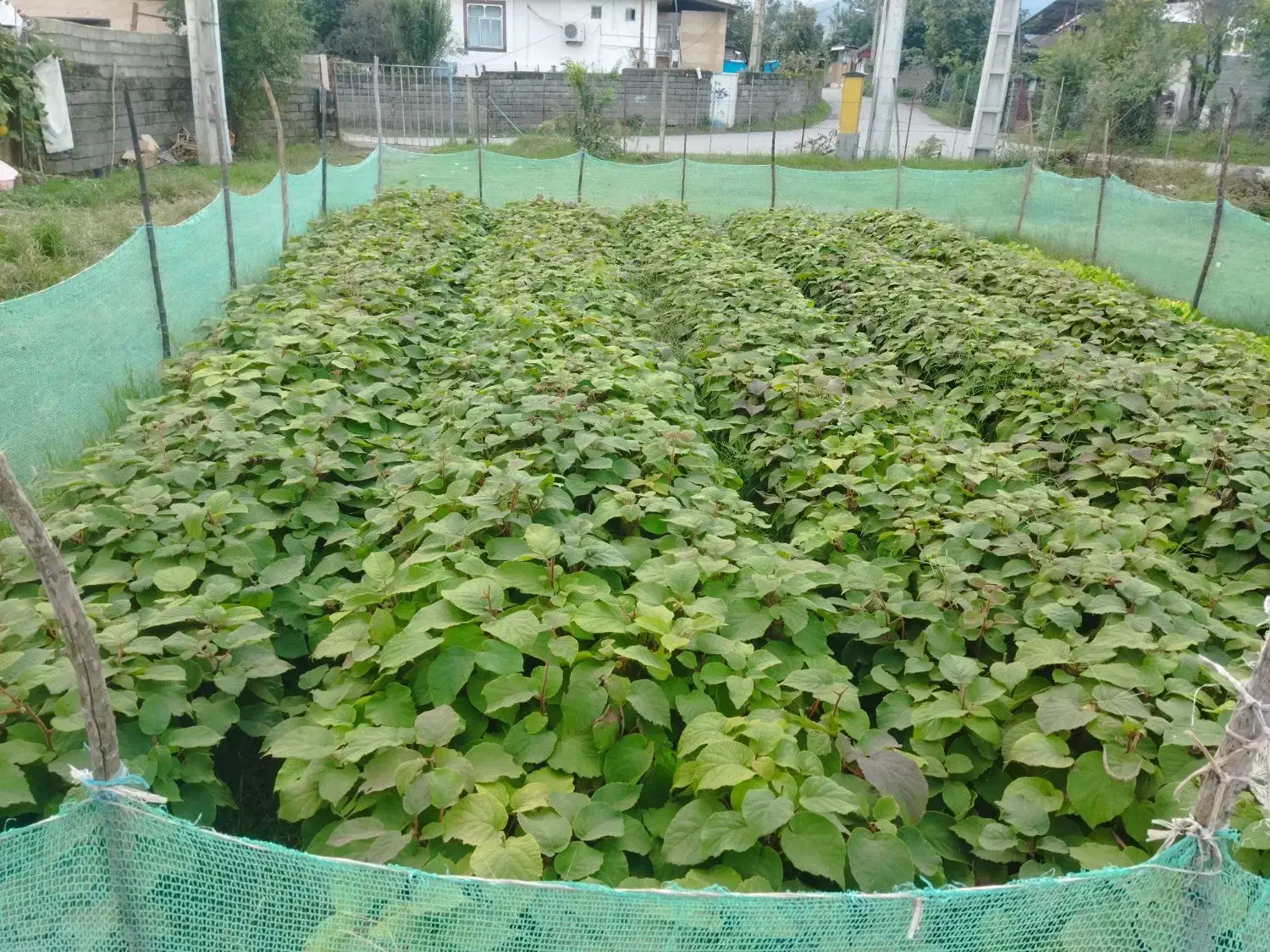 نهال کیوی درجه یک|خدمات باغبانی و درختکاری|چوبر, |دیوار