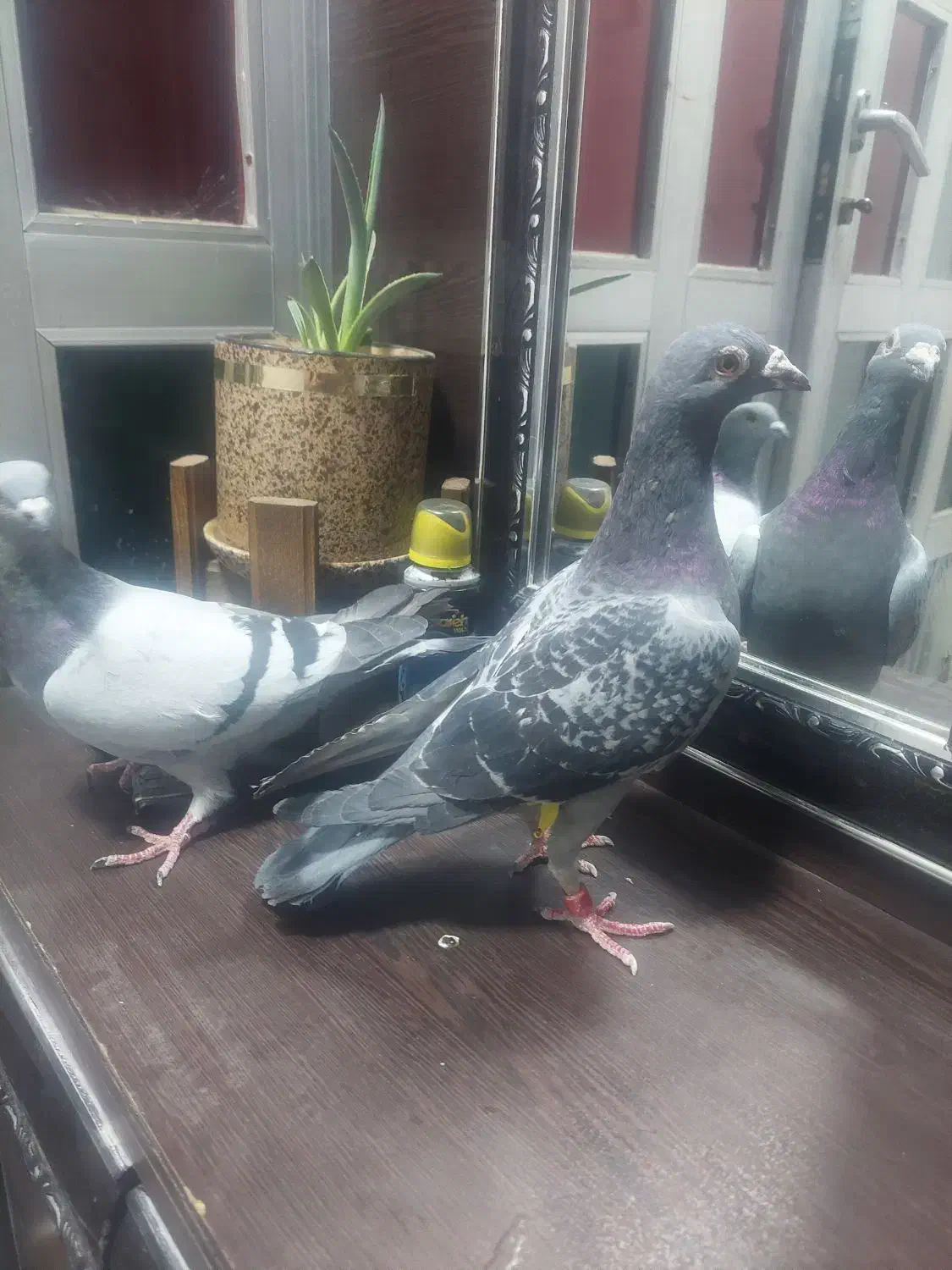 کبوتر|پرنده|بروجرد, |دیوار