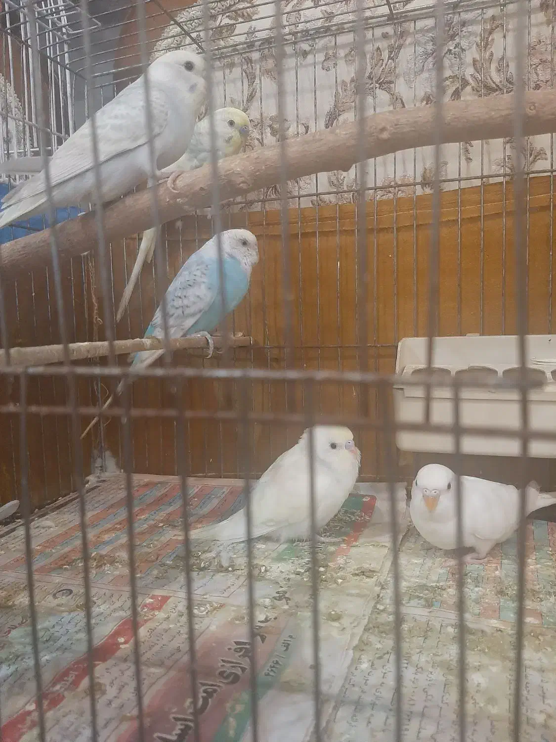 یه جفت مرغ عشق مولد با ۴ تا جوجه|پرنده|خرمآباد (تنکابن), |دیوار