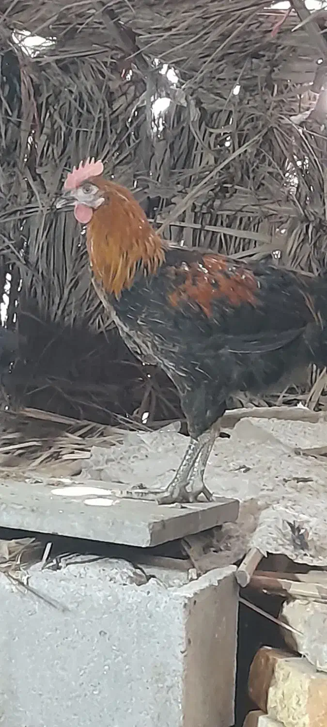 مرغ و خروس محلی‌ چاق برای کشتار|حیوانات مزرعه|کهنوج, |دیوار