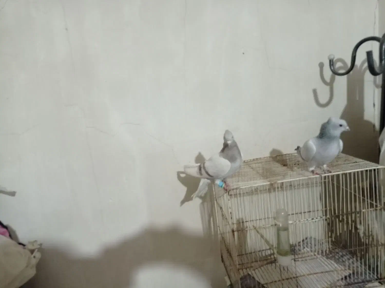 دوعدد دم سفید ماده|پرنده|قوچان, |دیوار