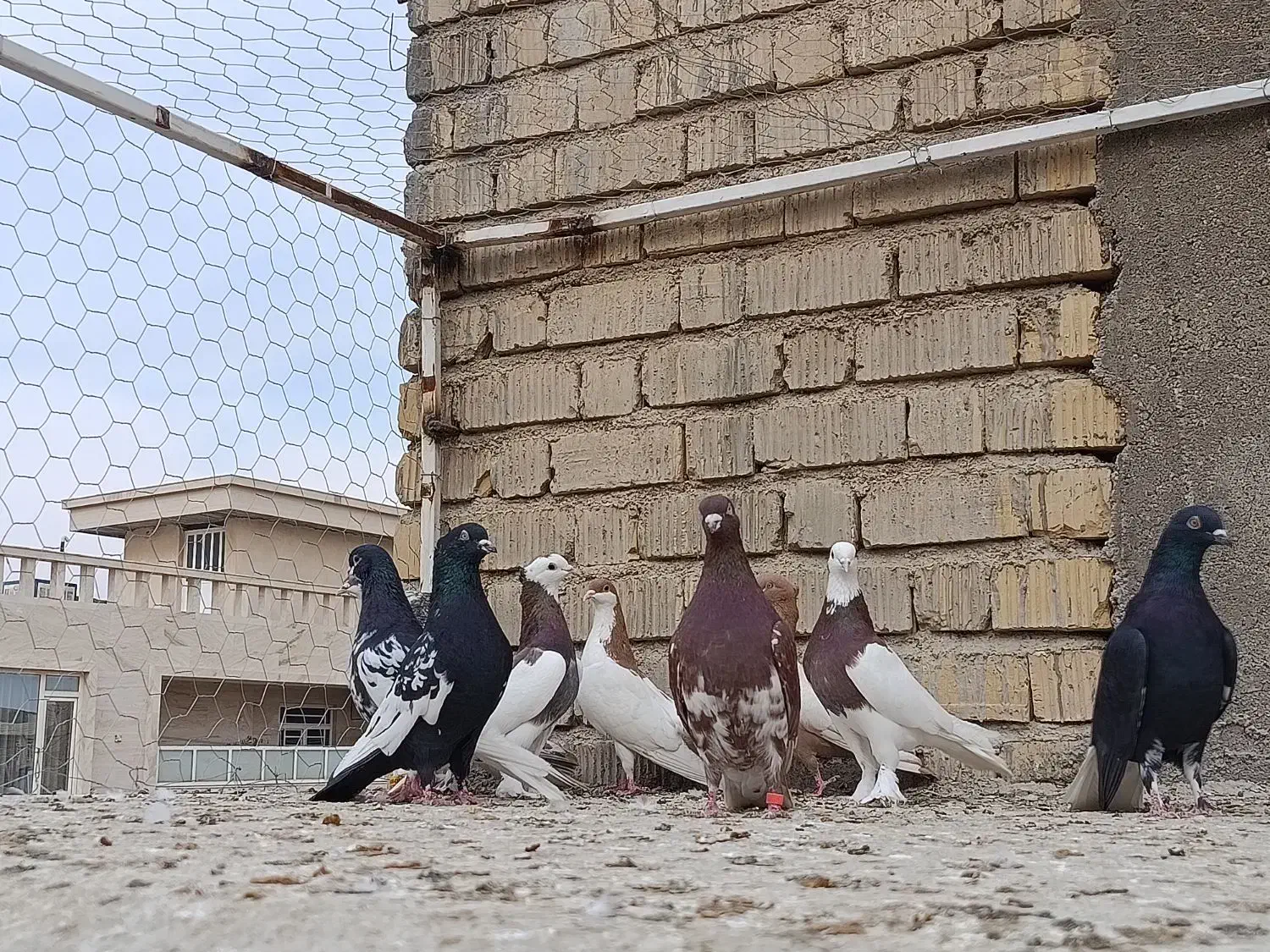 کبوتر|پرنده|شیراز, کرونی(خاتونک)|دیوار